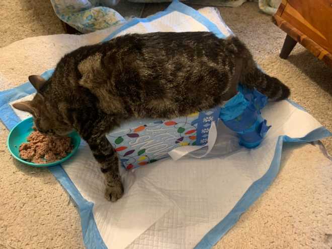 Asheville: Kitten learns to walk after life-changing surgery