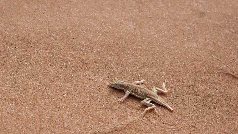 New endangered listing for rare lizard could slow oil and gas drilling ...