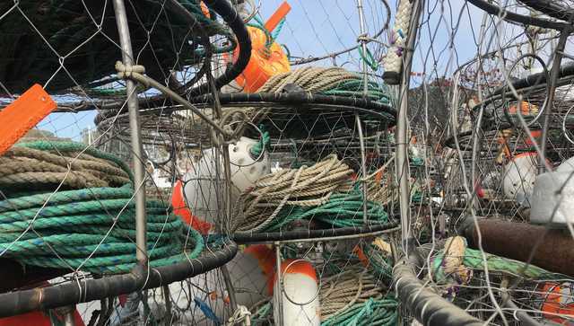 Crab season is delayed to protect humpback whales - Vimarsana News