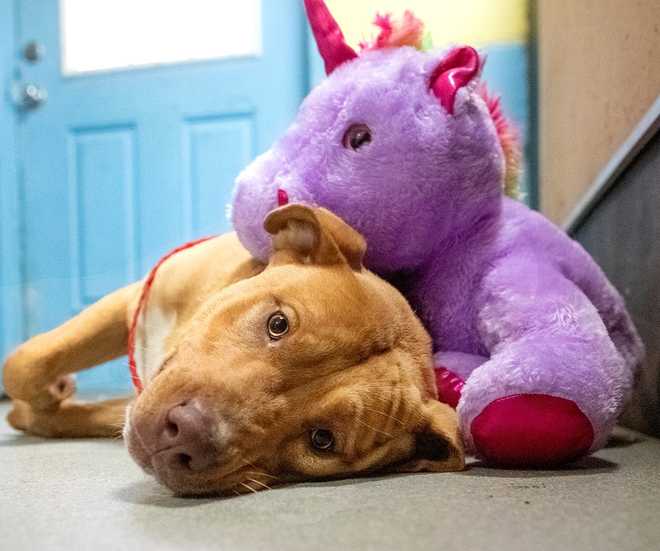 North Carolina: Dog in shelter with favorite unicorn adopted