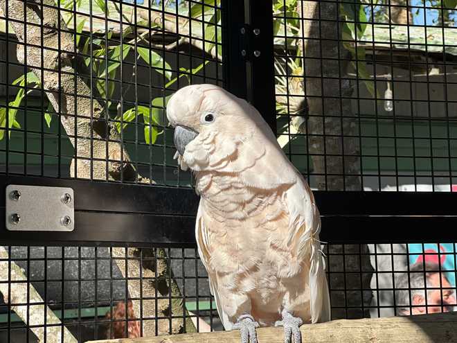 dusty the moluccan cockatoo