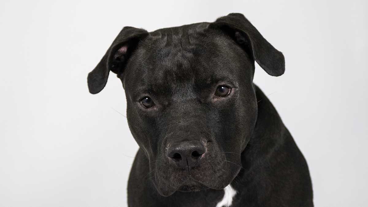 UPDATED: South Florida adoptable pets