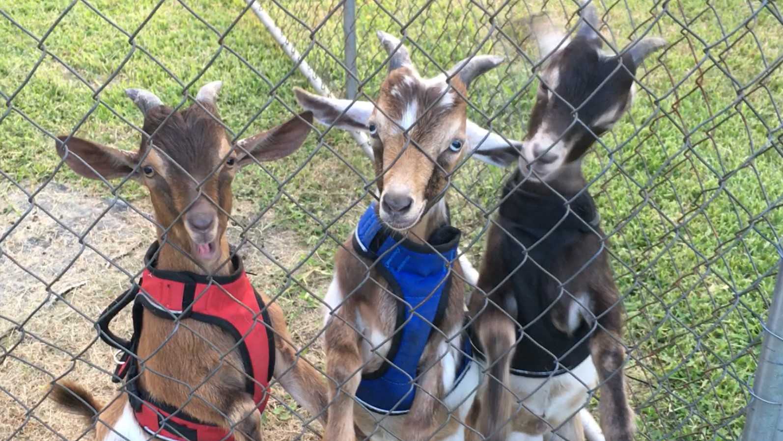 Louisiana goat rescued from potential slaughter dies - Vimarsana News