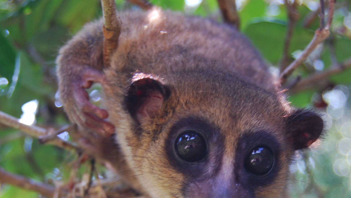 New lemur species discovered by Omaha zoo's scientists