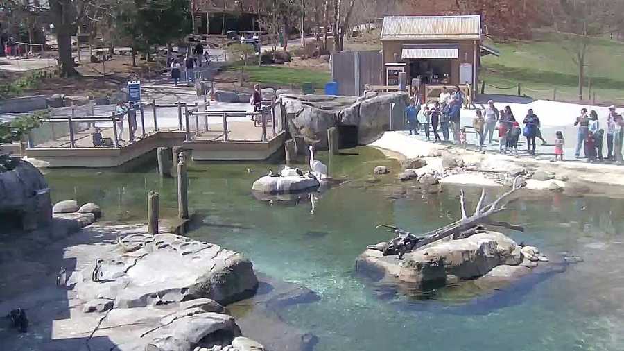 maryland zoo webcam