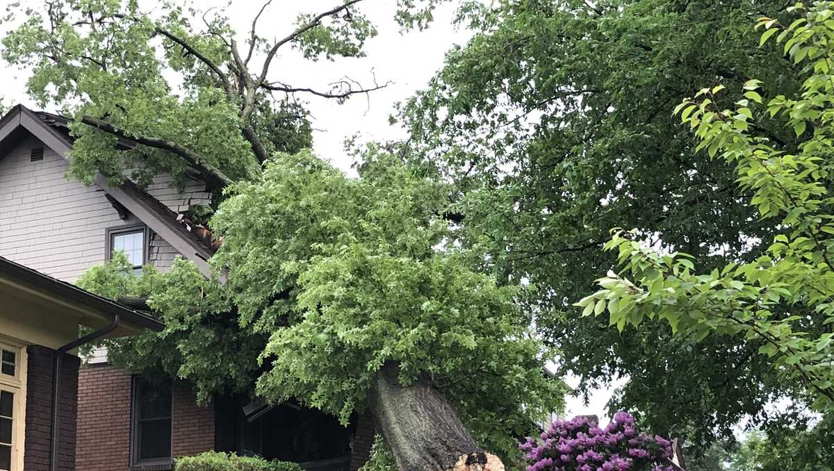 Storm causes large tree to fall on Forest Hills home