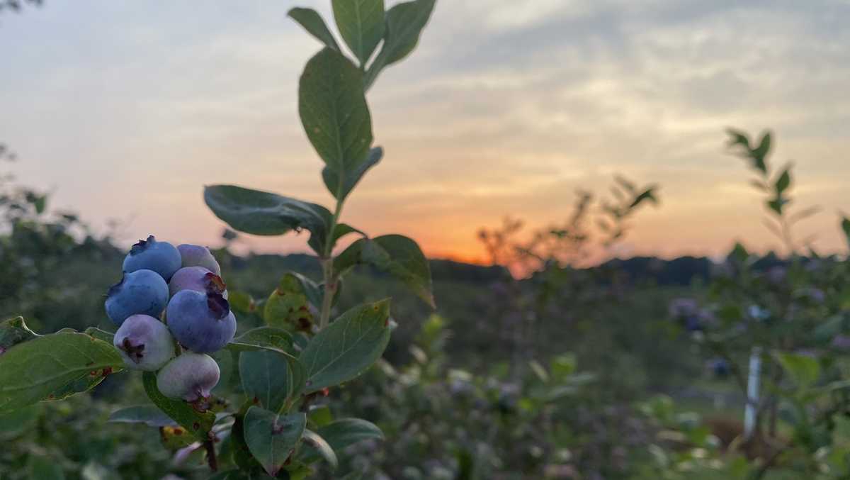 You can pick your own blueberries at this southern Indiana farm