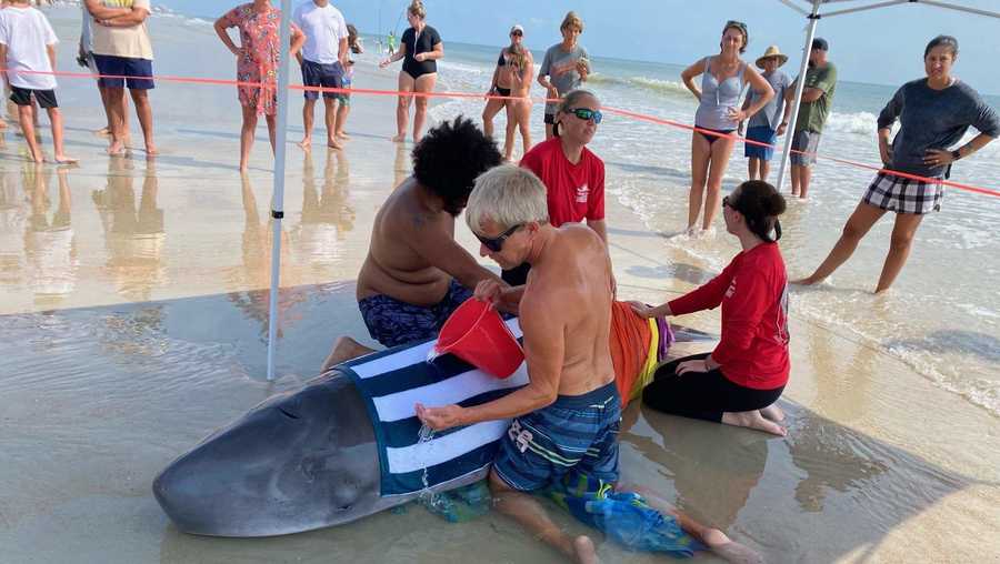 Pygmy Sperm Whale To Be Euthanized After Becoming Beached At New Smyrna Beach