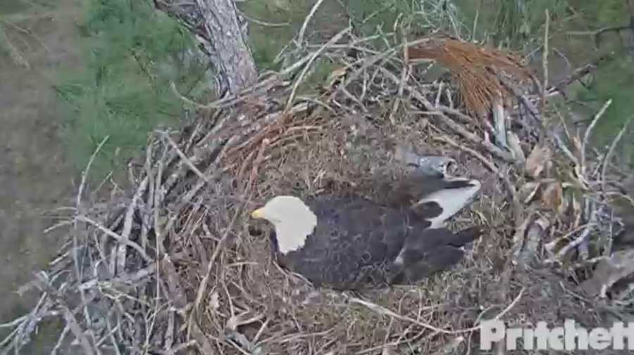 Why you can't stop watching a bald eagle's nest