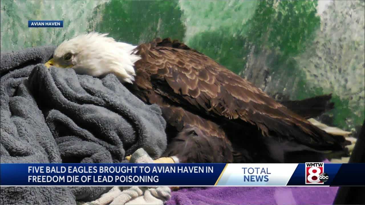 Five Bald Eagles Die Of Lead Poisoning At Avian Haven In Freedom