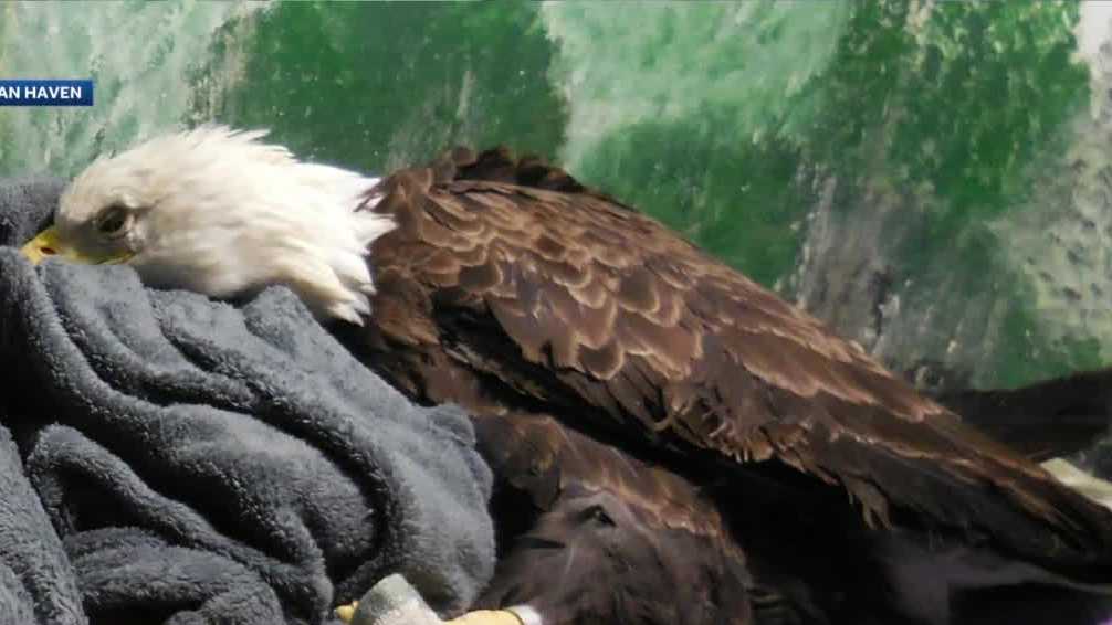 Five bald eagles die of lead poisoning at Avian Haven in Freedom