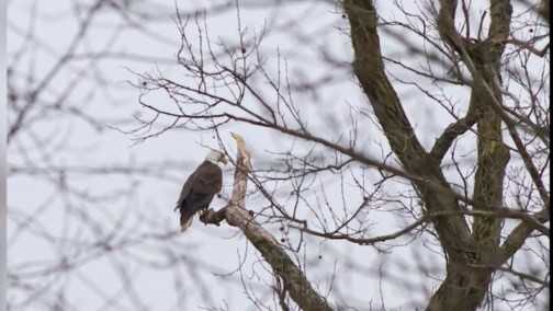 Once on the verge of extinction, bald eagles now soaring across Ohio, including in Cincinnati - Vimarsana News