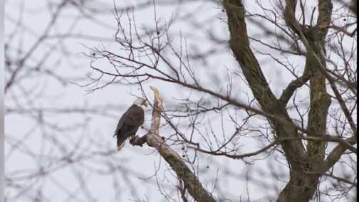 Once on the verge of extinction, bald eagles now soaring across Ohio, including in Cincinnati