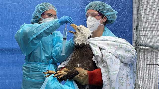 Euthanized bald eagle died from bird flu