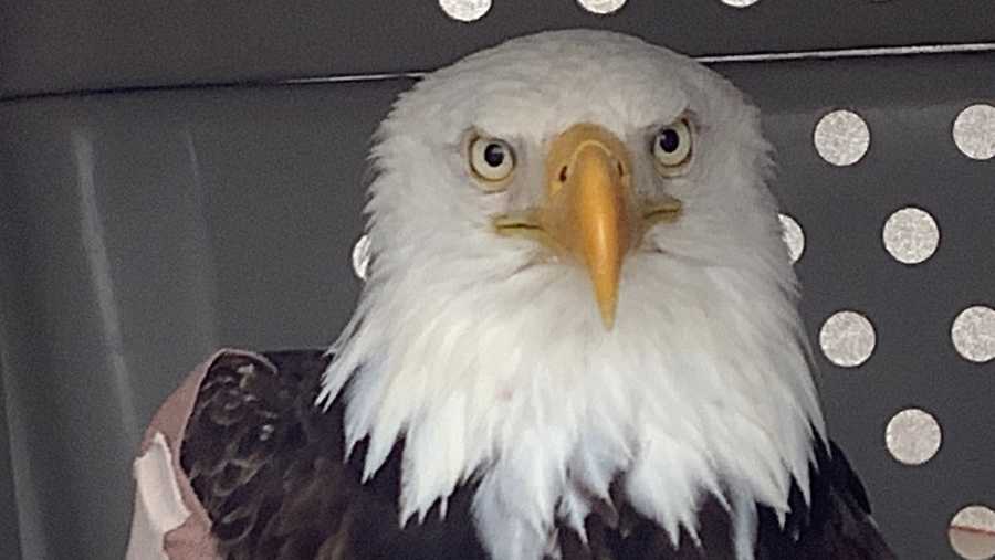 bald eagle rescued in litchfield
