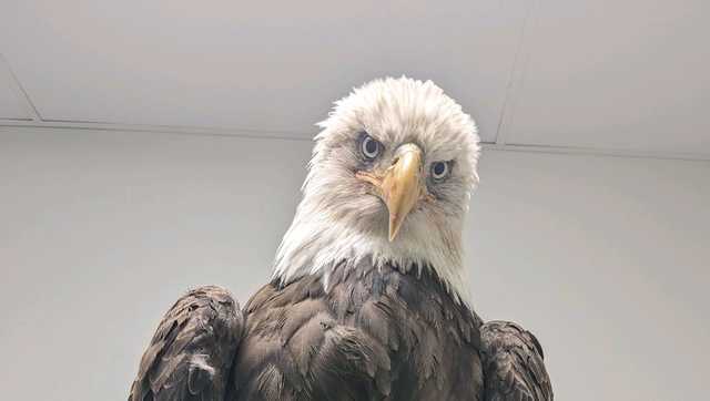 Oklahoma wildlife group set to release bald eagle - Vimarsana News