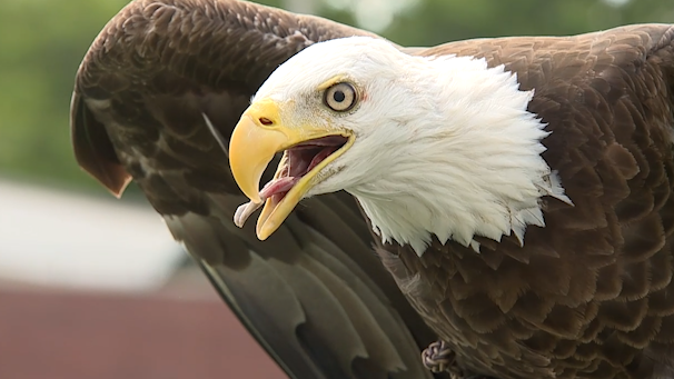 Georgia Southern to celebrate life and legacy of Freedom