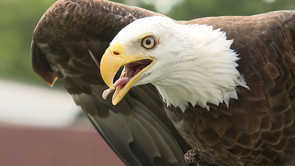 Georgia Southern to celebrate life and legacy of Freedom