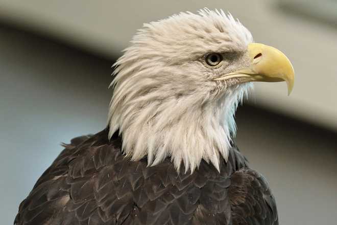 Angel, a 26-year-old bald eagle from Wisconsin that was too gravely injured to be returned to the wild, serves as "ambassador" to visitors at the National Eagle Center in Wabasha, Minn., on Wednesday, July 9, 2025.