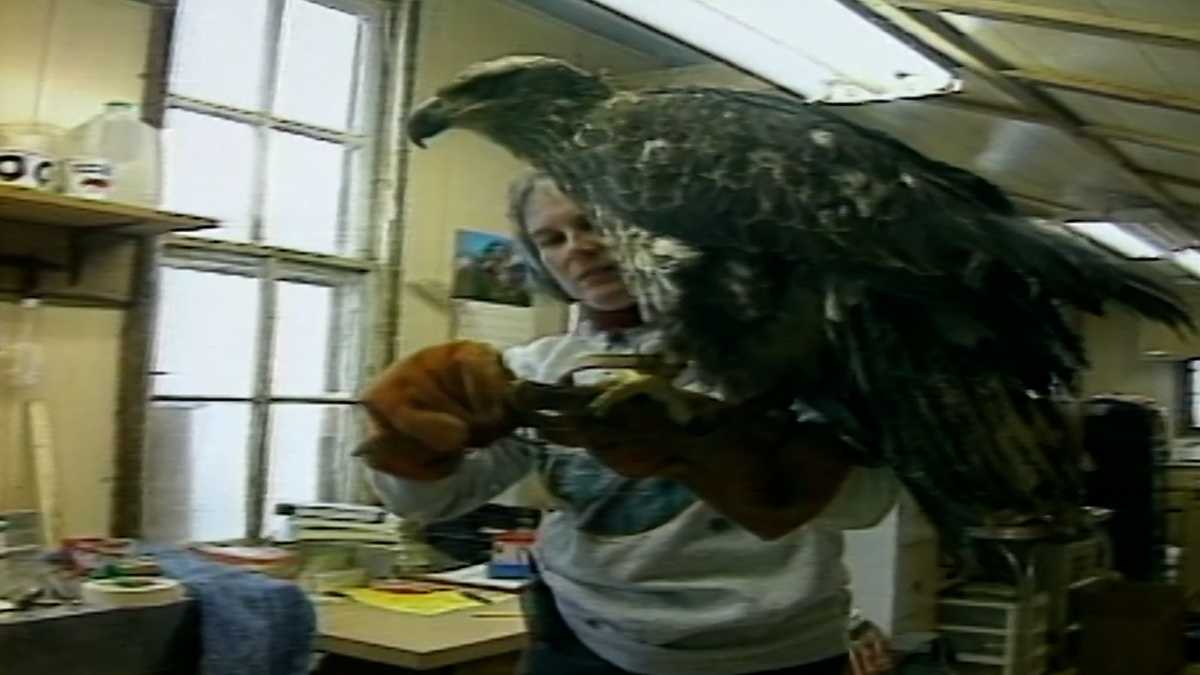Nebraska experts work to rehab eagles who have been shot, poisoned in 1996