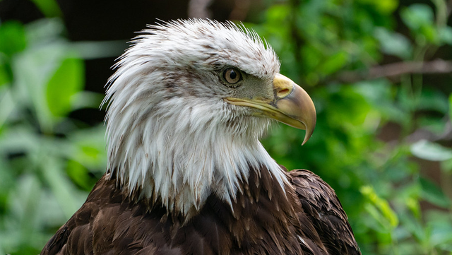 Eagles find it's not easy being green - ABC News