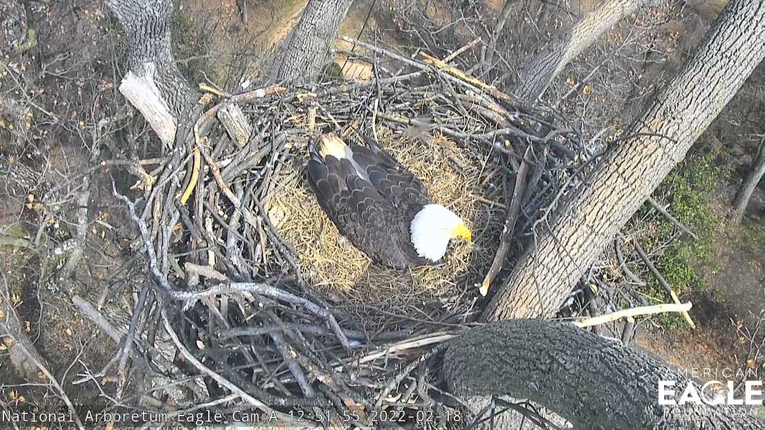 Eagle lays first egg at National Arboretum site in several years