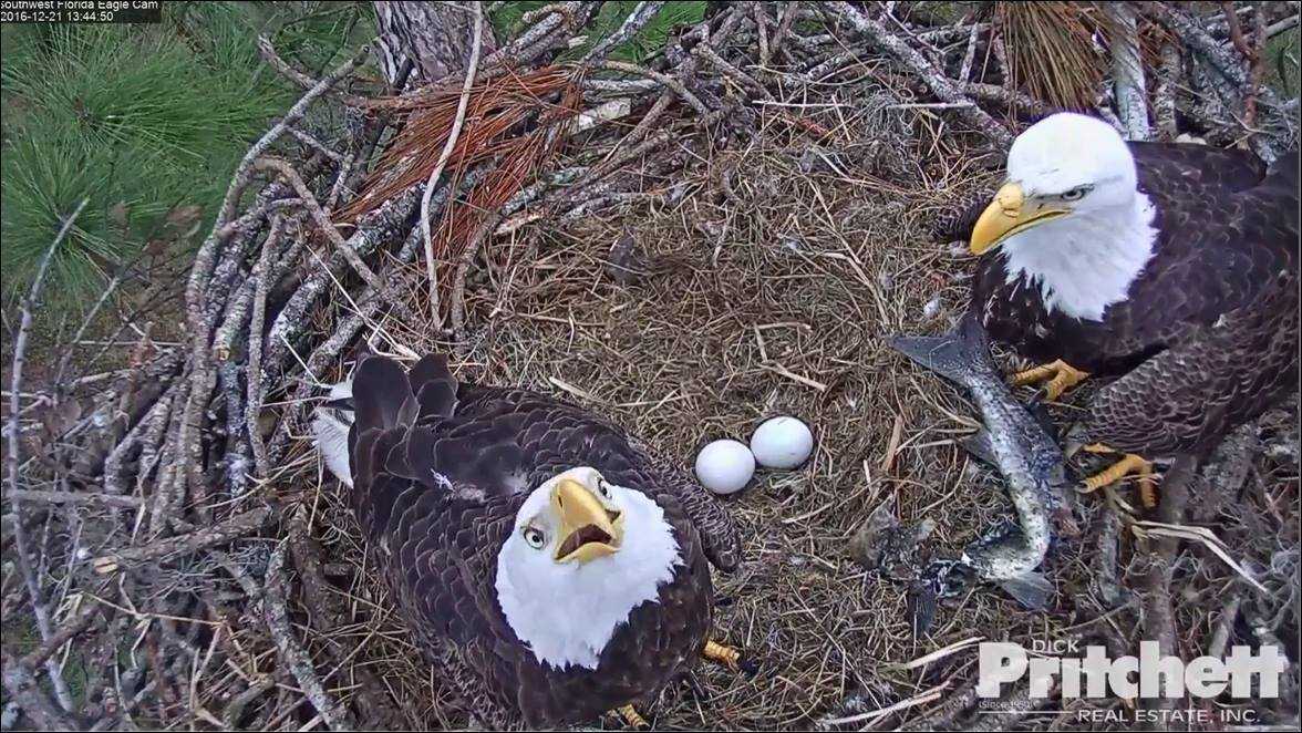 eagle eggs hatching