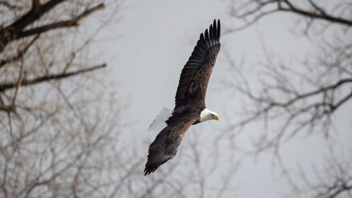 Once endangered, the American bald eagle population is now soaring