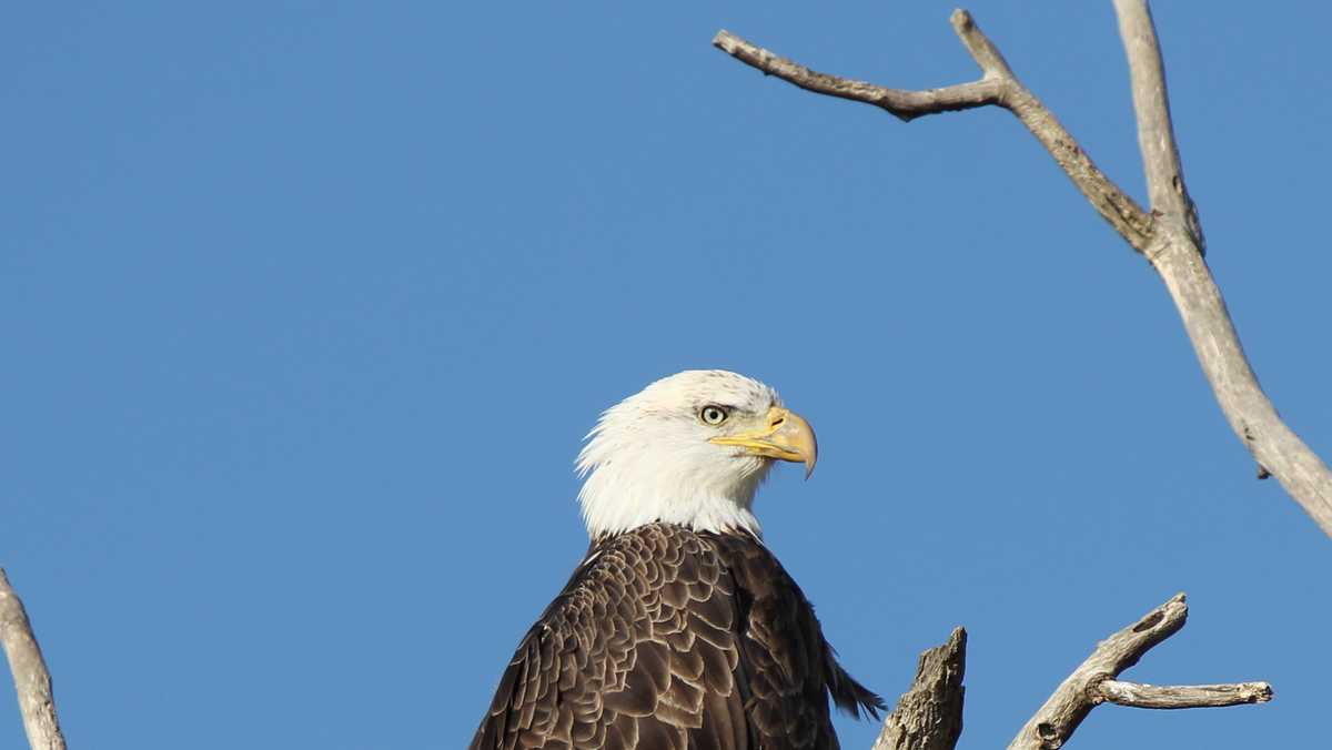 SAN FRAN - BIRDS.. YOUR SCORE PREDICTION!!!! : r/eagles