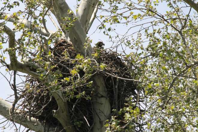 Officials&#x20;with&#x20;the&#x20;National&#x20;Park&#x20;Service&#x20;confirmed&#x20;the&#x20;first&#x20;bald&#x20;eagle&#x20;nest&#x20;within&#x20;the&#x20;Chickasaw&#x20;National&#x20;Recreation&#x20;area&#x20;near&#x20;the&#x20;Lake&#x20;of&#x20;the&#x20;Arbuckles.