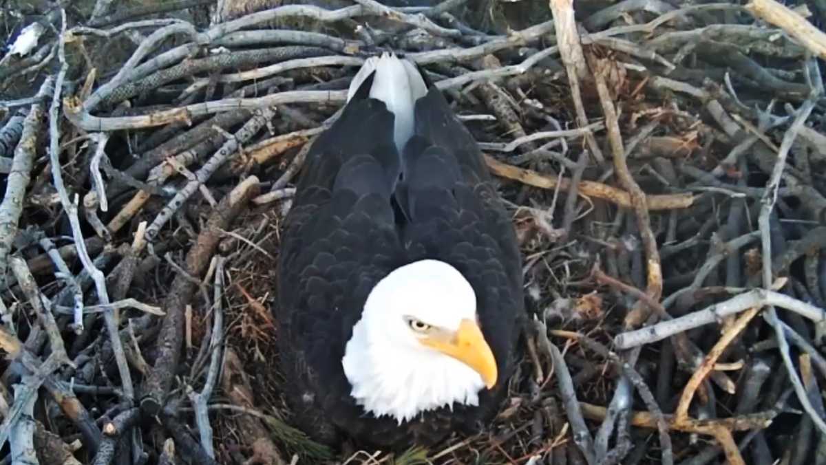 WATCH LIVE California bald eagle eggs ready to hatch