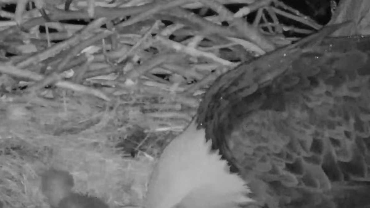 Second eaglet hatches in Hays bald eagle nest