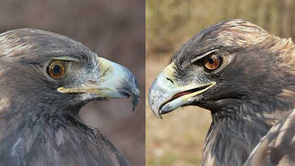 These 2 Golden Eagles Return To Bernheim And Each Other