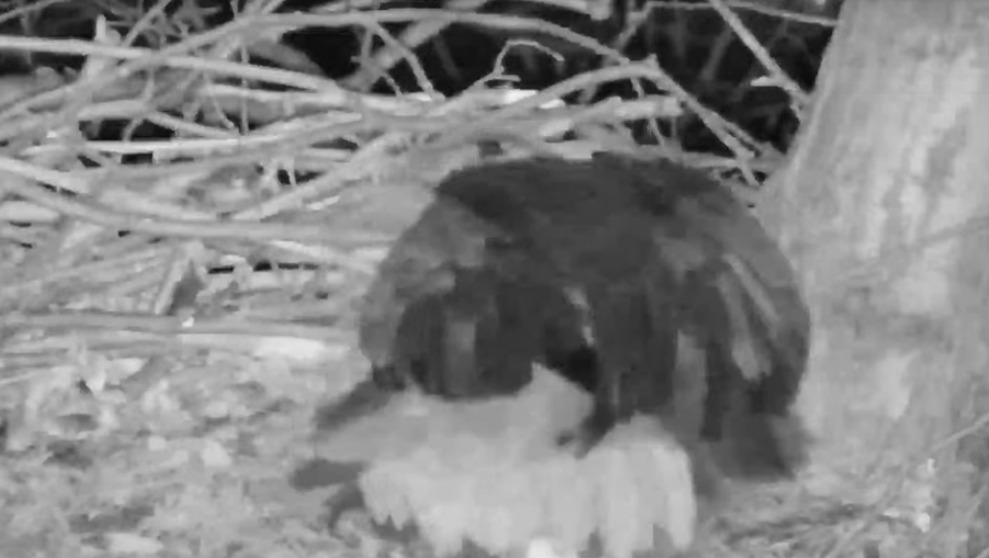 Hays bald eagles now have second egg in their nest!