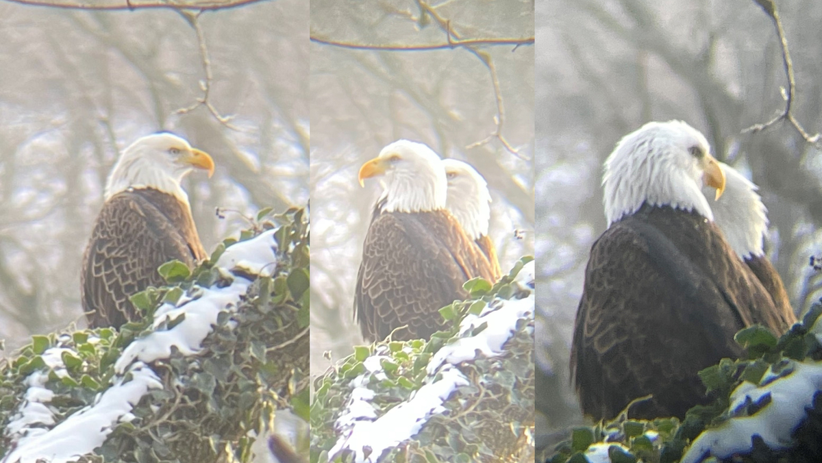 Met the Bald Eagles Granite and Saphira at the Brandywine Zoo in