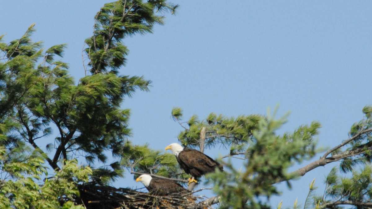 Man charged with fatally shooting bald eagle