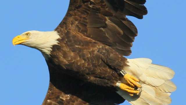 New Hampshire Has More Than 20 Nesting Pairs Of Eagles