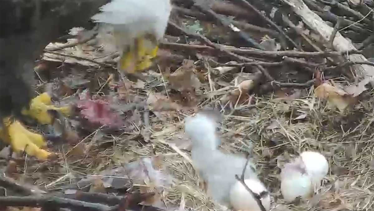 Second bald eagle chick hatches in Hays eagle nest, streaming live 24/7
