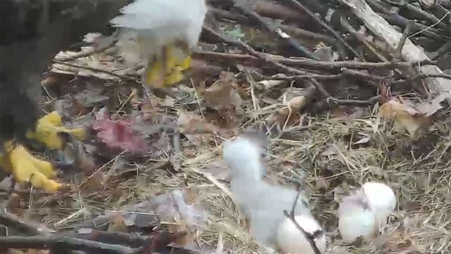 A screen grab of the second eaglet hatched in the Hays bald eagle nest.