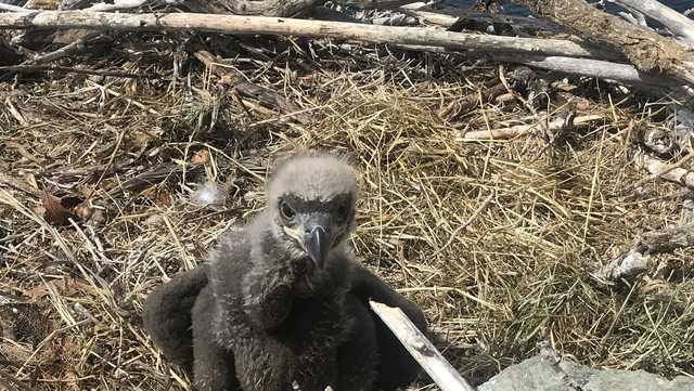 Baby bald eagle rescued after parent accidentally kicks it from nest - Vimarsana News