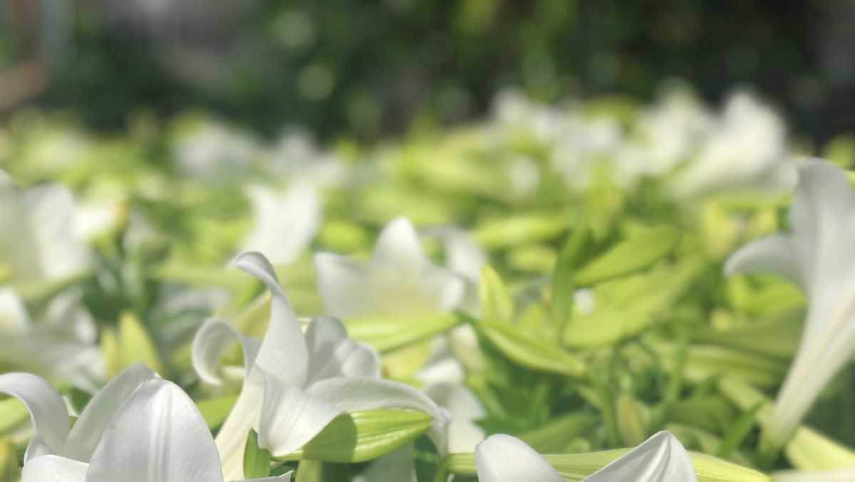 Buy Easter lilies from Cincinnati's Krohn Conservatory for Easter weekend