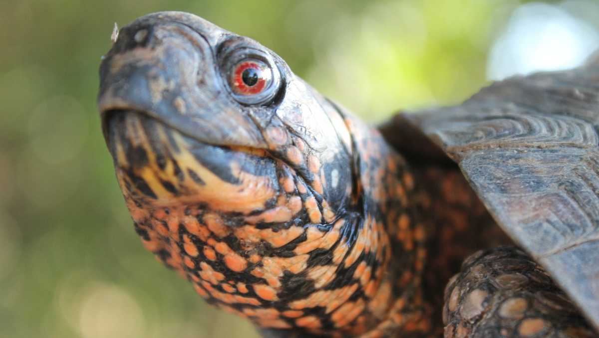 NJ man pleads guilty to smuggling box turtles from Oklahoma