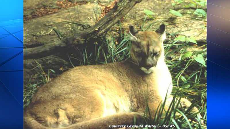 Eastern puma hotsell in captivity