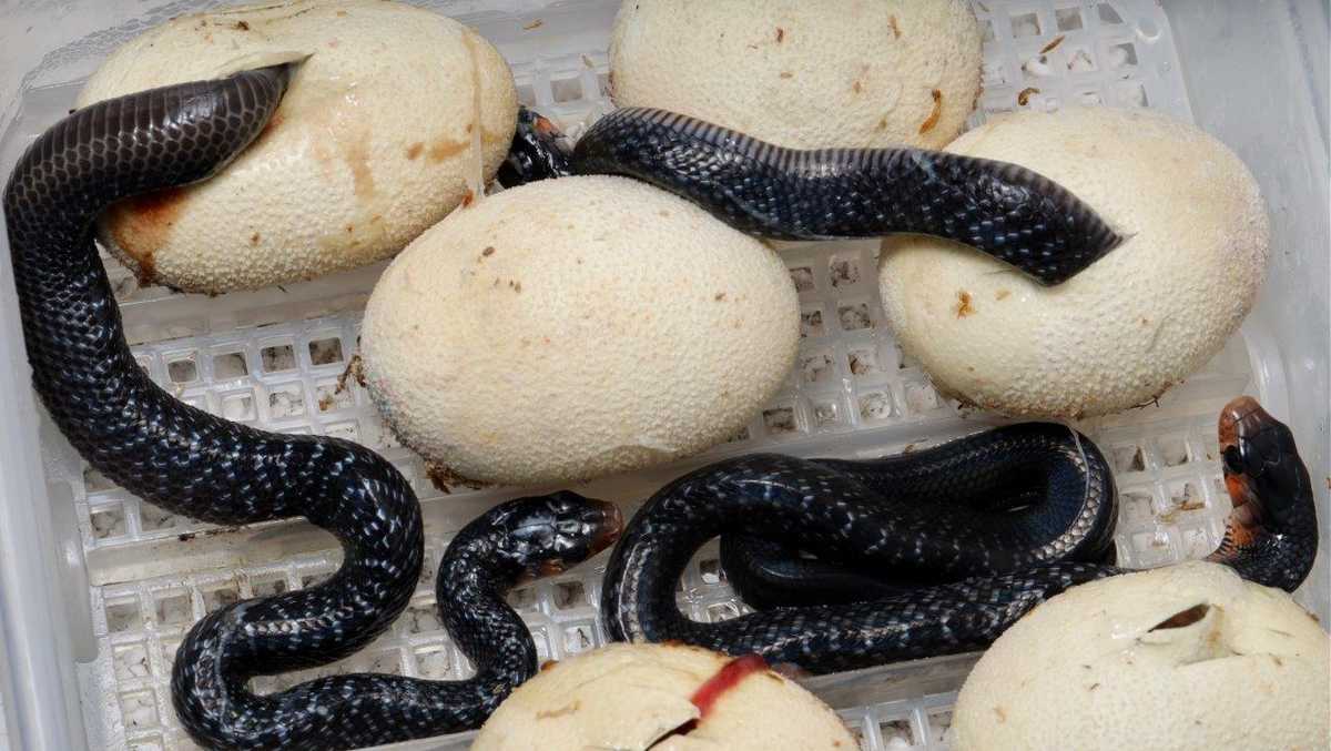 Rare trophic eggs behind the success of snake