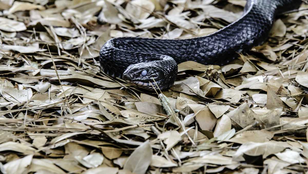Rare Eastern Indigo snake native to Alabama making comeback