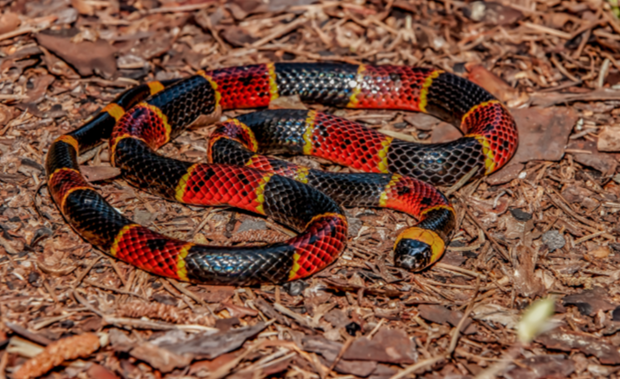 Venomous Snakes In North Carolina: Can You Name All 6 Of Them?