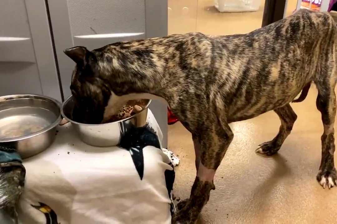 Neglected dog Ethan capturing hearts while fighting for his life after  being found at Louisville shelter, News