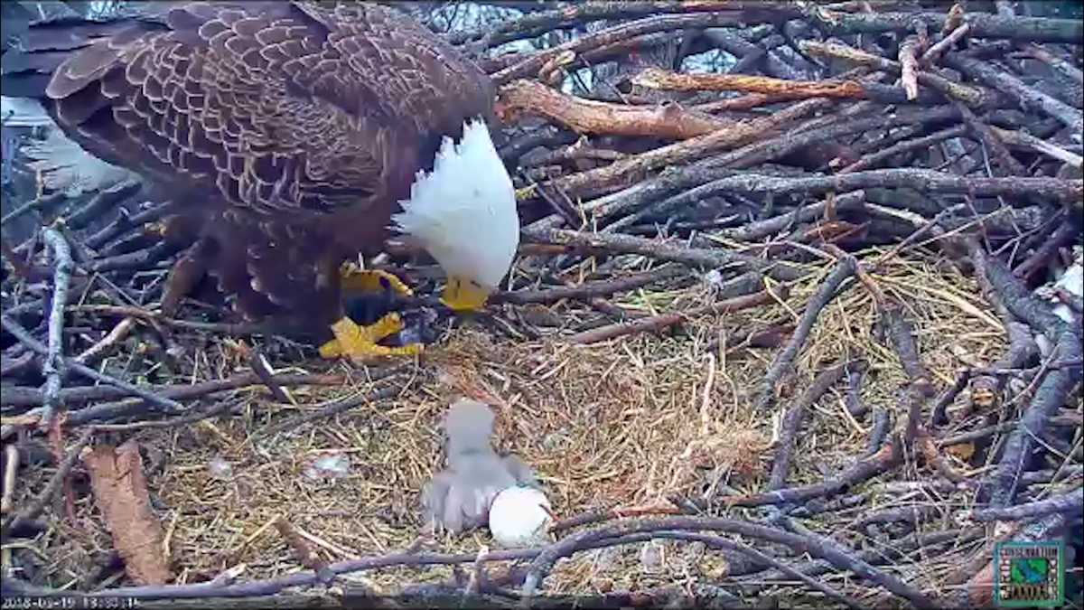 2 bald eagle eggs hatch in the nation's capital
