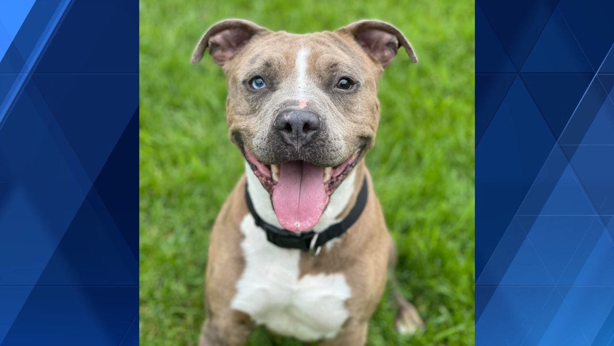 Dog who spent 852 days at Ohio animal shelter gets adopted