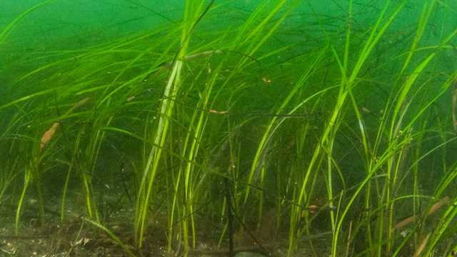 A crucial habitat off the Maine coast is disappearing - Vimarsana News